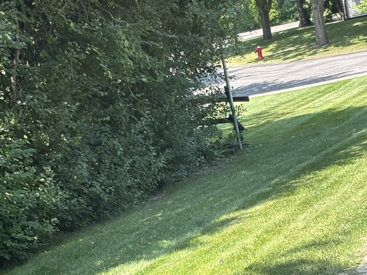 Sloped side lawn mowed in even stripes with the overgrown border cut back to a clean edge