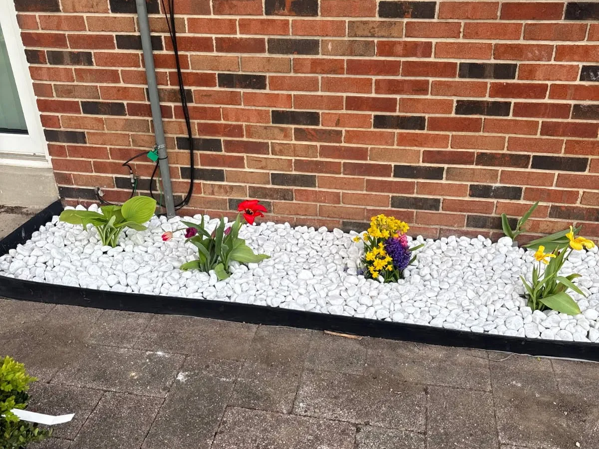 White rock bed with black edging and tulips along a brick wall