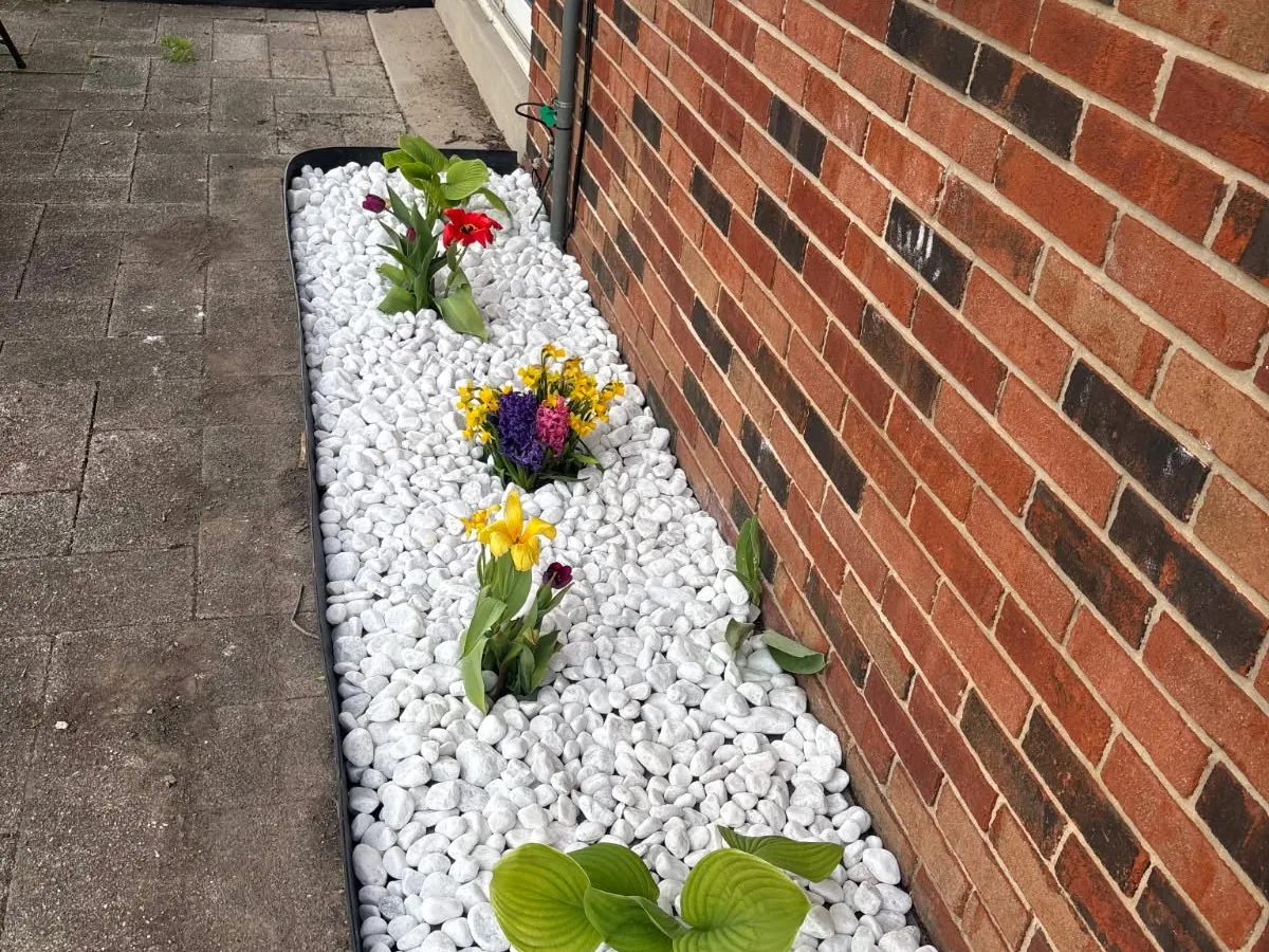 White rock bed with tulips and hostas along a brick wall